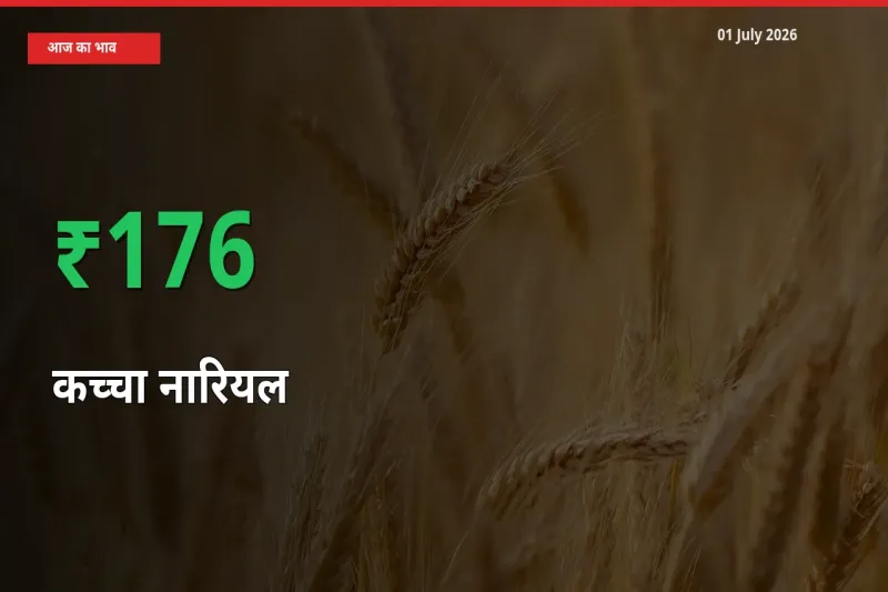 बाज़ार संकेत: कच्चा नारियल के भाव मंडी में 175.93% ऊपर