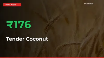 Tender Coconut Rises 175.93% at Mandis