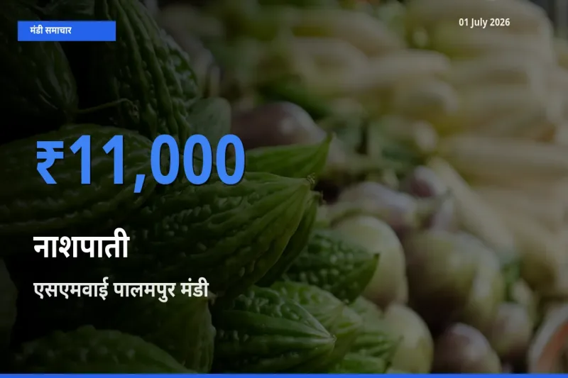 एसएमवाई पालमपुर मंडी में आज नाशपाती के सबसे ऊँचे दाम दर्ज
