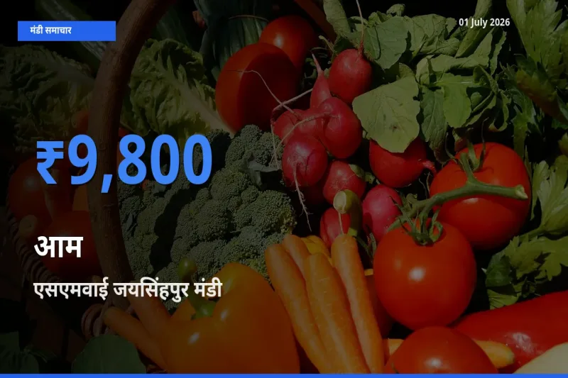 टॉप मंडी बना एसएमवाई जयसिंहपुर! आम के सबसे ऊँचे दाम यहीं दर्ज