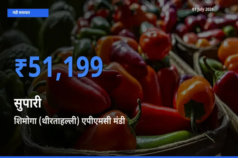 01 July अपडेट: सुपारी के सबसे ऊँचे दाम शिमोगा (थीरताहल्ली) एपीएमसी मंडी में