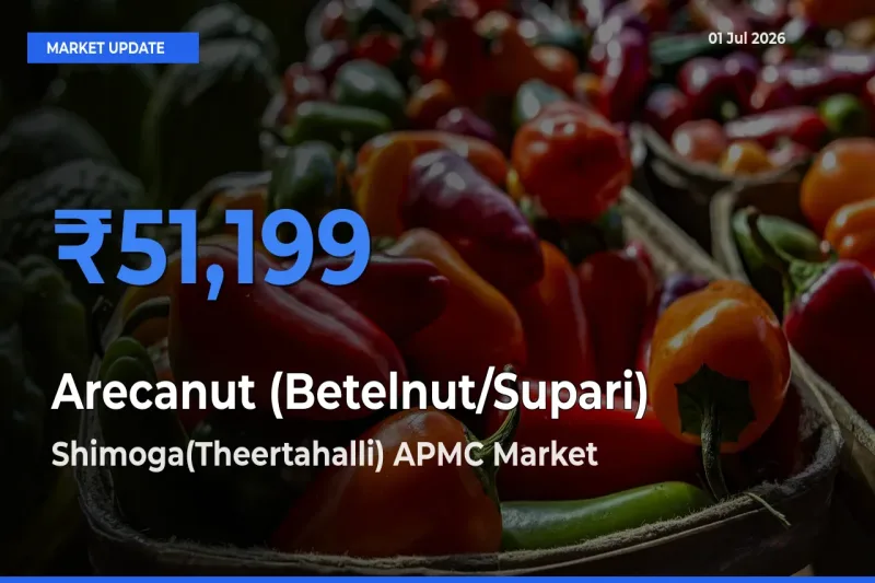 Top Performer! Shimoga(Theertahalli) APMC Offers Best Arecanut (Betelnut/Supari) Price Today