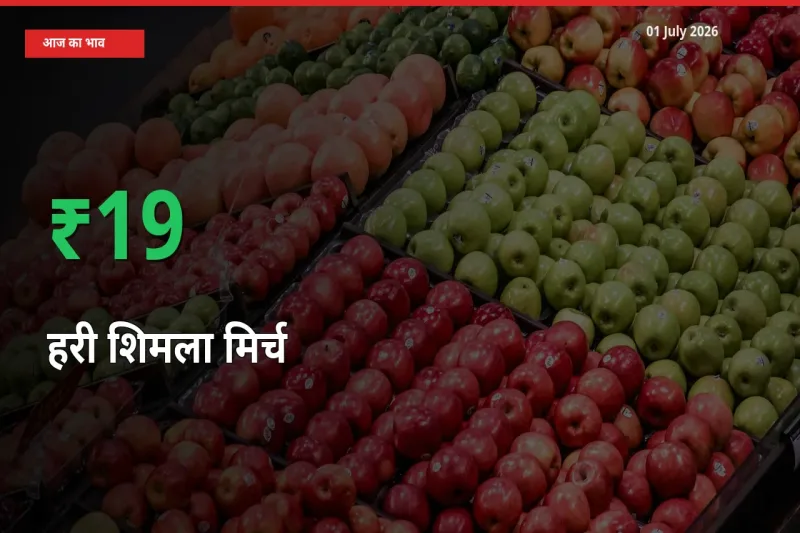 स्थानीय मंडी में हरी शिमला मिर्च के दाम अचानक 19.46% उछले, किसान सतर्क