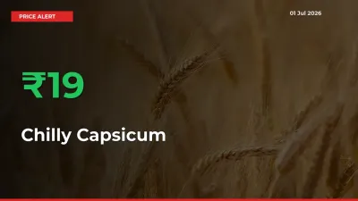Chilly Capsicum Rises 19.46% at Mandis