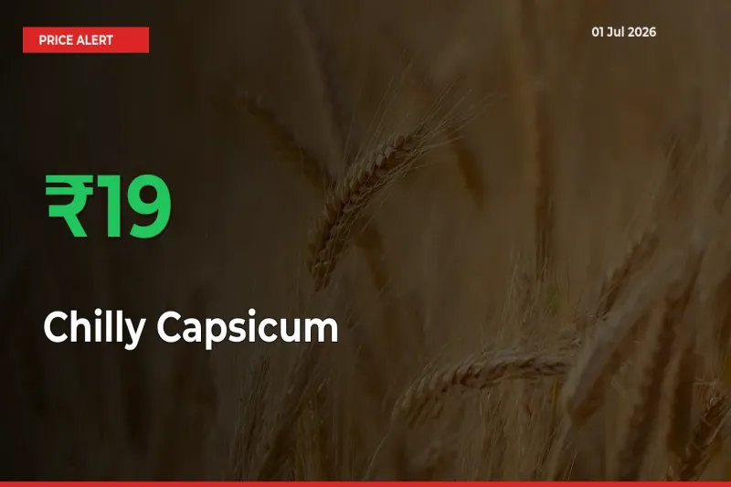 Chilly Capsicum Rises 19.46% at Mandis