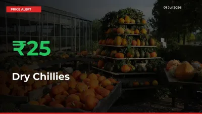 Dry Chillies Rises 24.53% at Mandis