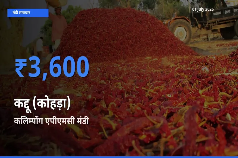 आज का मंडी भाव: कद्दू (कोहड़ा) के सबसे ज़्यादा दाम कलिम्पोंग एपीएमसी में