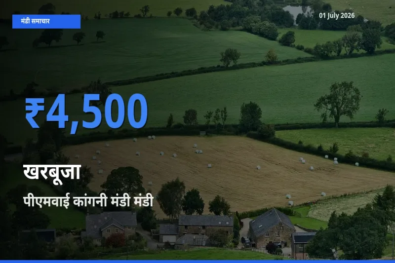 आज खरबूजा के सबसे ऊँचे दाम ₹4,500 पीएमवाई कांगनी मंडी मंडी में