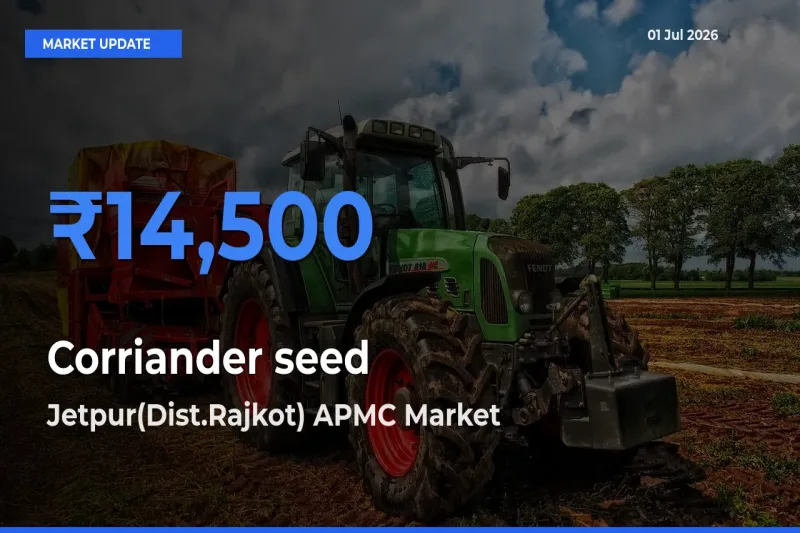 Corriander seed Mandi Rate Today: Jetpur(Dist.Rajkot) APMC Tops the List