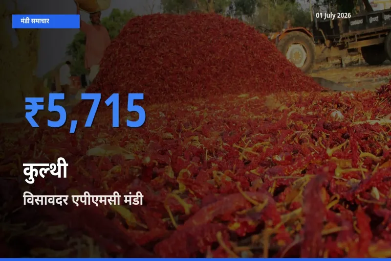 आज कुल्थी के सबसे ज़्यादा दाम विसावदर एपीएमसी मंडी में दर्ज
