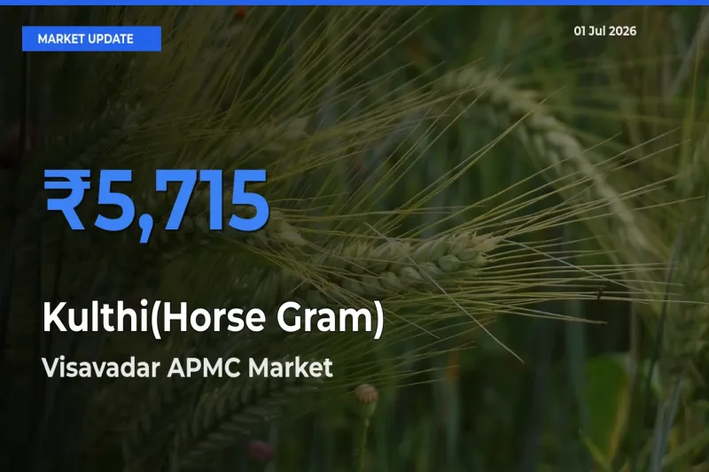 Visavadar APMC Offers ₹5,715 – Highest Kulthi(Horse Gram) Rate Today