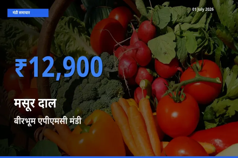 आज मसूर दाल के सबसे ज़्यादा दाम बीरभूम एपीएमसी मंडी में दर्ज