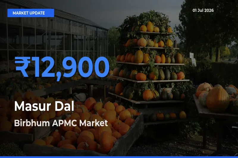 Birbhum APMC Offers ₹12,900 – Highest Masur Dal Rate Today