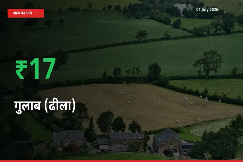 स्थानीय मंडी में गुलाब (ढीला) के दाम अचानक 17.37% उछले, किसान सतर्क
