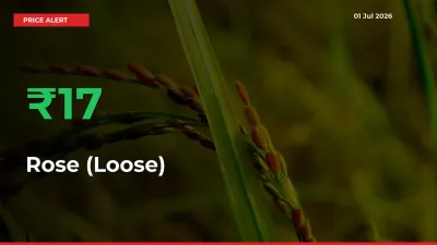 Sudden 17.37% Rally in Rose (Loose) Prices Across Mandis