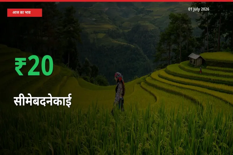 आज का मंडी भाव: सीमेबदनेकाई के दाम मंडी में 20.08% ऊपर
