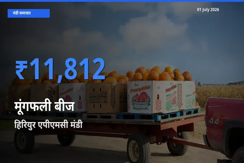 01 July अपडेट: मूंगफली बीज के सबसे ऊँचे दाम हिरियुर एपीएमसी मंडी में
