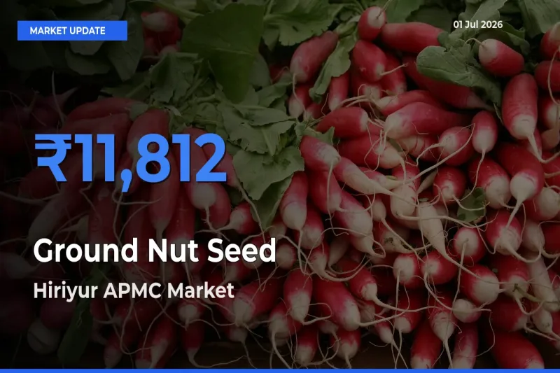 Hiriyur APMC Tops Ground Nut Seed Mandi Rates Today