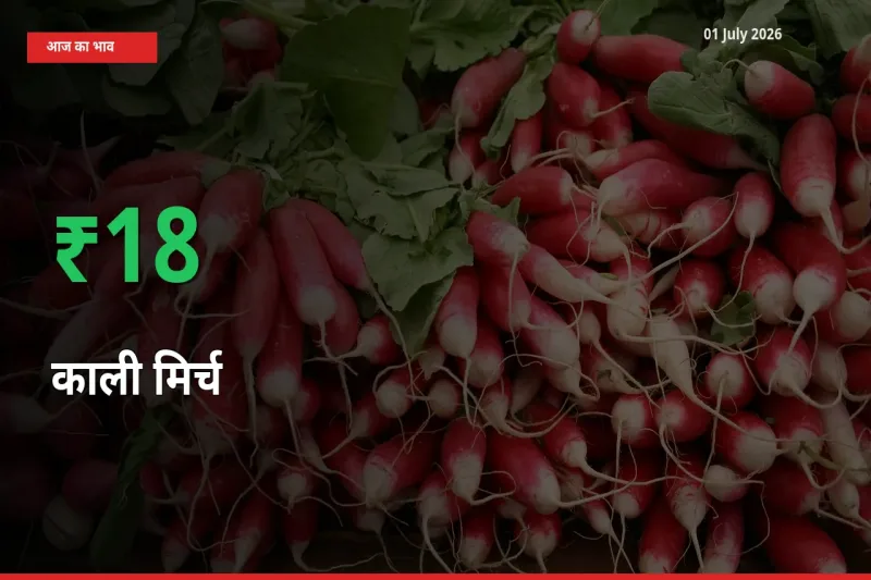 काली मिर्च 17.82% उछला, मंडी