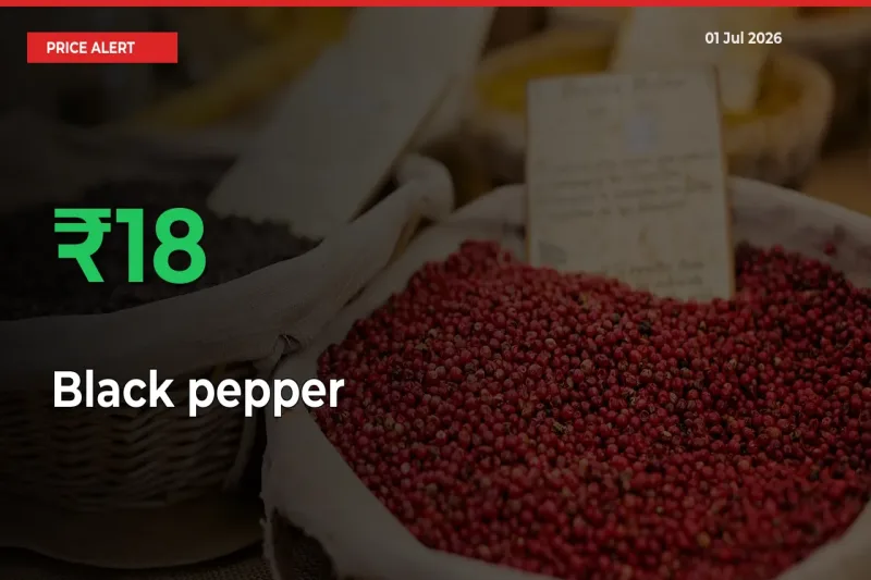 Black pepper Rises 17.82% at Mandis