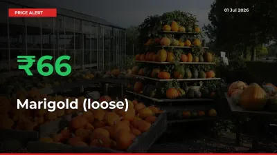 Farmers Cheer as Marigold (loose) Prices Surge 65.96% in Local Mandis