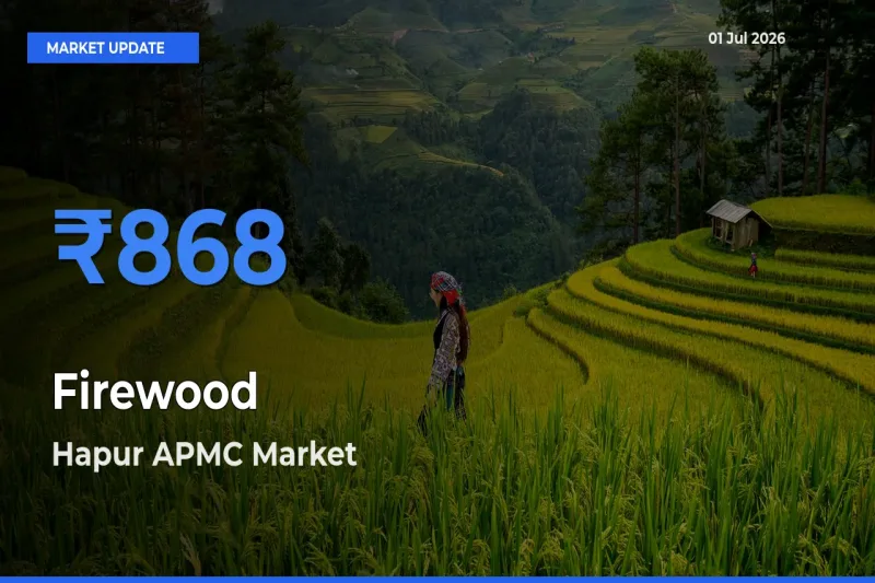 Hapur APMC Tops Firewood Rates – July 01 Market Update