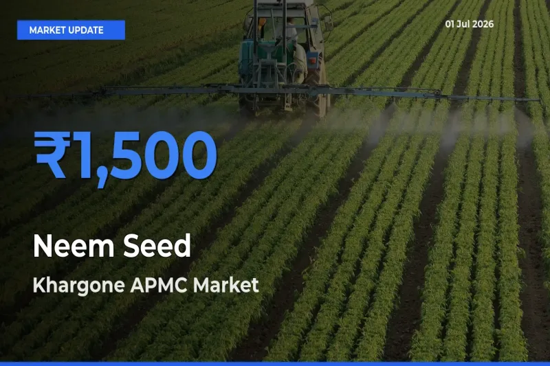 Top Performer! Khargone APMC Offers Best Neem Seed Price Today