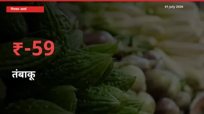 अचानक झटका! मंडी में तंबाकू के दाम 59.17% टूटे