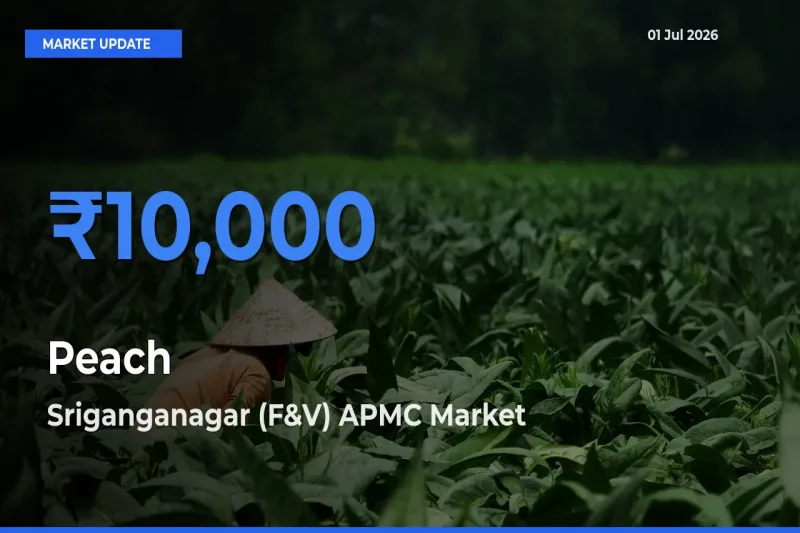 Peach Mandi Rate Today: Sriganganagar (F&V) APMC Tops the List