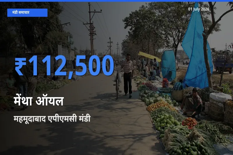 बाज़ार संकेत: महमूदाबाद एपीएमसी बना मेंथा ऑयल के लिए आज की टॉप मंडी