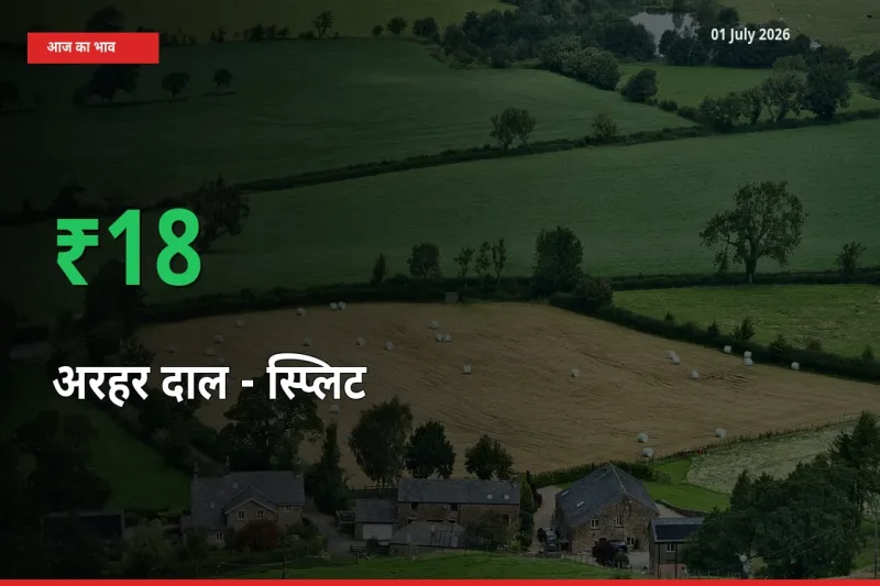 बाज़ार संकेत: अरहर दाल - स्प्लिट के भाव मंडी में 18.43% ऊपर