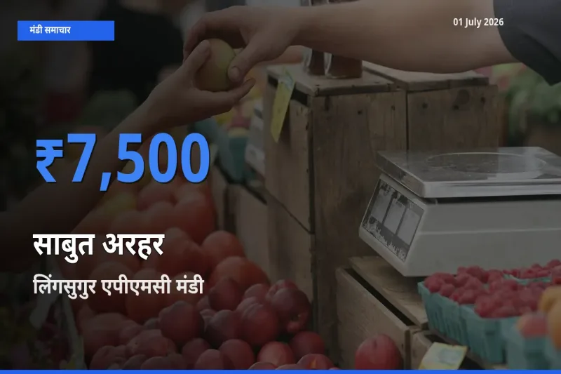 आज साबुत अरहर के सबसे ऊँचे दाम ₹7,500 लिंगसुगुर एपीएमसी मंडी में