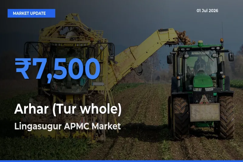 Market Watch: Lingasugur APMC Becomes Top Mandi for Arhar (Tur whole)