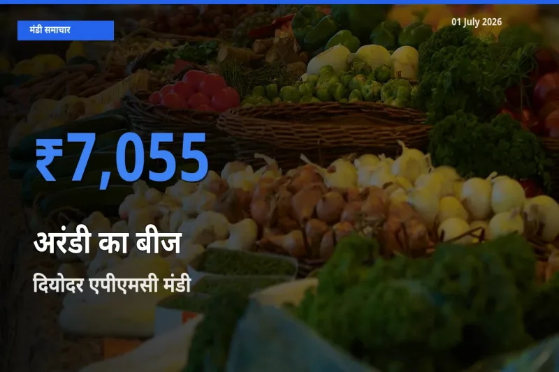 01 July अपडेट: अरंडी का बीज के सबसे ऊँचे दाम दियोदर एपीएमसी मंडी में