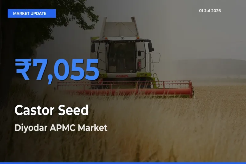 Farmers Prefer Diyodar APMC as Castor Seed Hits Highest Rate