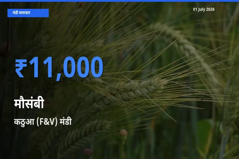बाज़ार संकेत: कठुआ (F&V) बना मौसंबी के लिए आज की टॉप मंडी