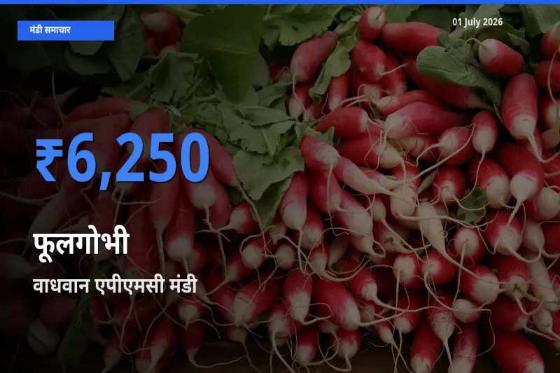 टॉप मंडी बना वाधवान एपीएमसी! फूलगोभी के सबसे ऊँचे दाम यहीं दर्ज