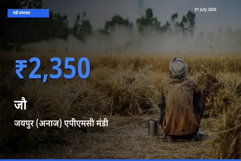 जयपुर (अनाज) एपीएमसी मंडी में जौ ₹2,350 पर पहुँचा – आज का सर्वोच्च भाव