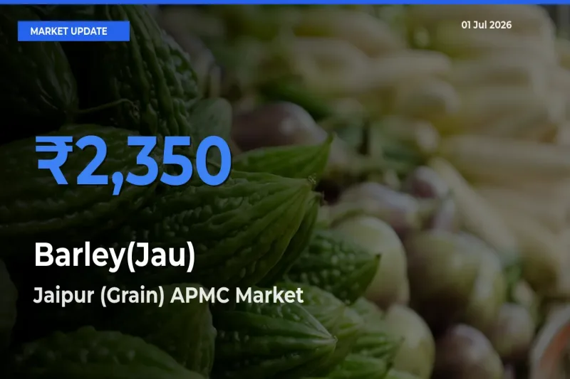 Jaipur (Grain) APMC Records Highest ₹2,350 Rate for Barley(Jau)