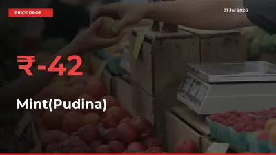 Sudden Shock! Mint(Pudina) Drops 42.44% in 24 Hours at Top Mandis