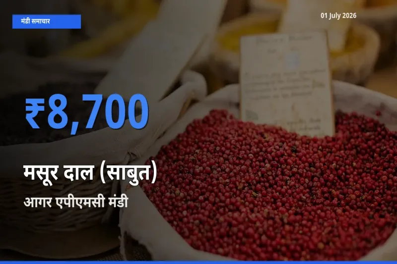 बाज़ार संकेत: आगर एपीएमसी बना मसूर दाल (साबुत) के लिए आज की टॉप मंडी
