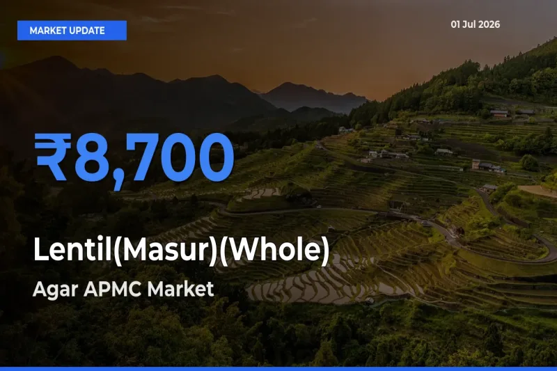 Agar APMC Tops Lentil(Masur)(Whole) Mandi Rates Today