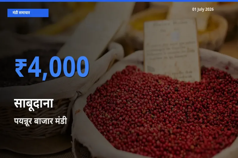 आज साबूदाना के सबसे ज़्यादा दाम पयन्नूर बाजार मंडी में दर्ज