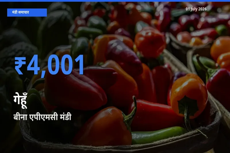 01 July अपडेट: गेहूँ के सबसे ऊँचे दाम बीना एपीएमसी मंडी में