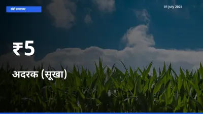 आज का मंडी ट्रेंड: अदरक (सूखा) के दाम कई बाजारों में एक साथ बदले