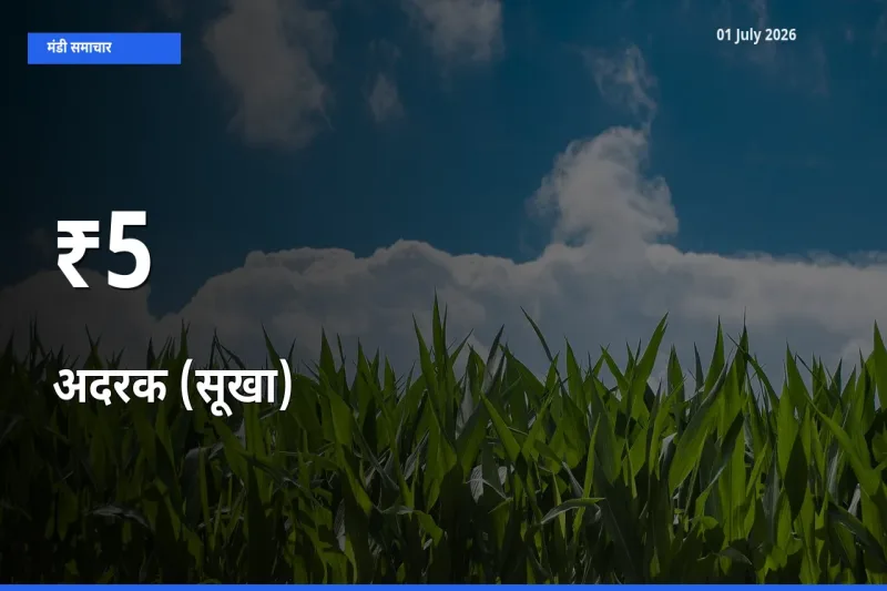 आज का मंडी ट्रेंड: अदरक (सूखा) के दाम कई बाजारों में एक साथ बदले