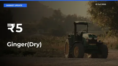 Why Ginger(Dry) Prices Are Moving Across Multiple Mandis Today