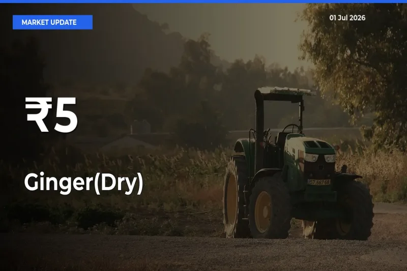 Why Ginger(Dry) Prices Are Moving Across Multiple Mandis Today