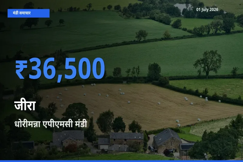 आज जीरा के सबसे ज़्यादा दाम धोरीमन्ना एपीएमसी मंडी में दर्ज