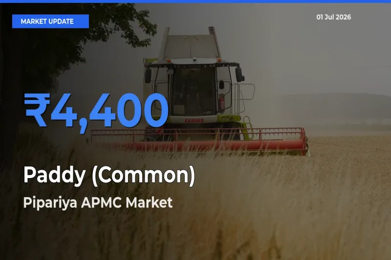 Paddy (Common) Mandi Rate Today: Pipariya APMC Tops the List